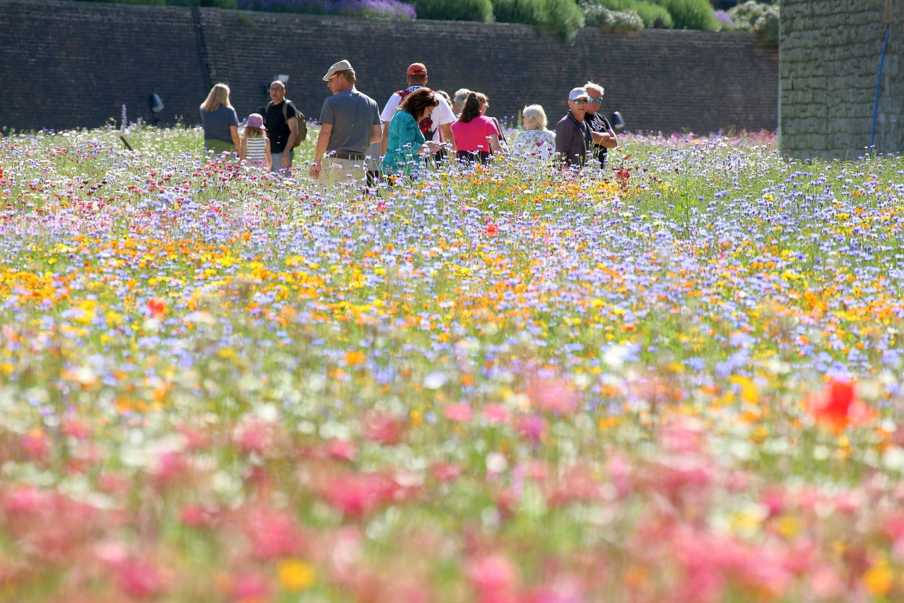 Superbloom at the Tower of London