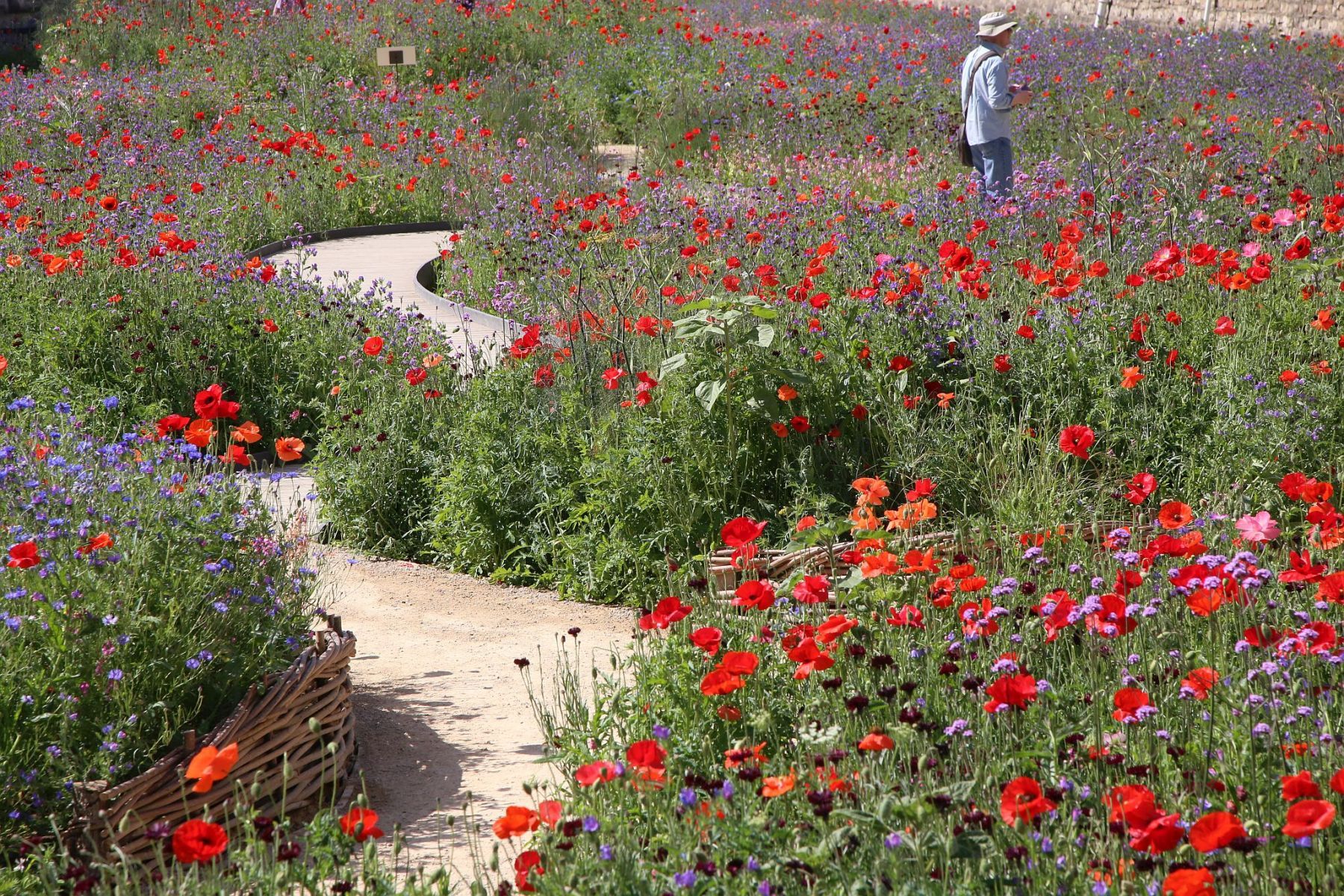 Superbloom at the Tower of London