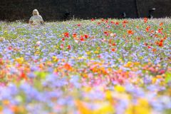 Superbloom at the Tower of London