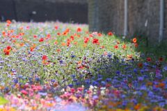 Superbloom at the Tower of London