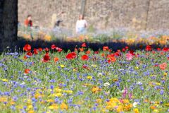 Superbloom at the Tower of London