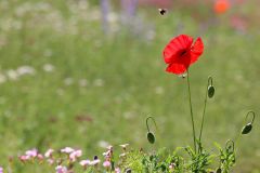 Superbloom at the Tower of London