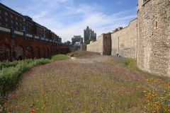 Superbloom at the Tower of London
