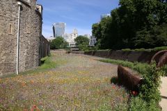 Superbloom at the Tower of London
