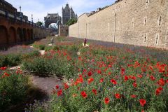 Superbloom at the Tower of London
