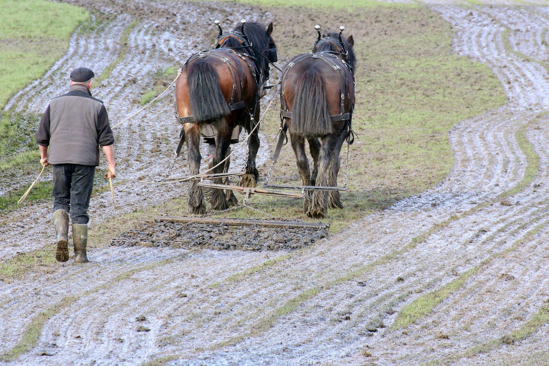 Head Horseman Tom Nixon of Operation Centaur guides shire horses Joey and William dragging a farrow along the cross country running course on Hampstead Heath. 06-Mar-2022. 6th March 2022.