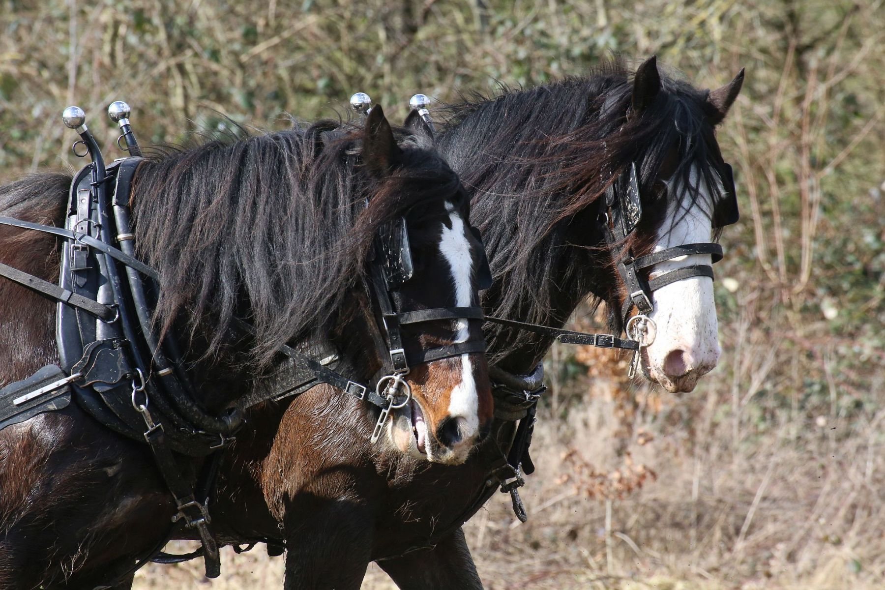 Head Horseman Tom Nixon of Operation Centaur guides shire horses Joey and William dragging a farrow along the cross country running course on Hampstead Heath. 06-Mar-2022. 6th March 2022.