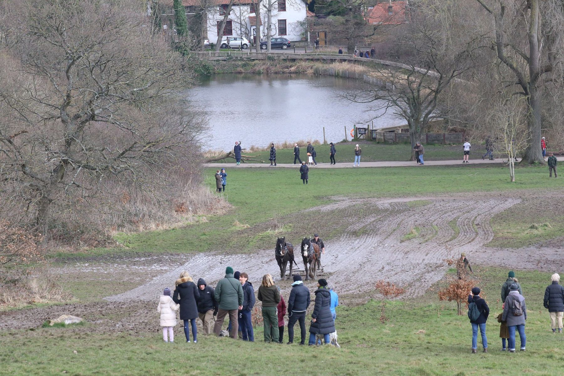 Head Horseman Tom Nixon of Operation Centaur guides shire horses Joey and William dragging a farrow along the cross country running course on Hampstead Heath. 06-Mar-2022. 6th March 2022.