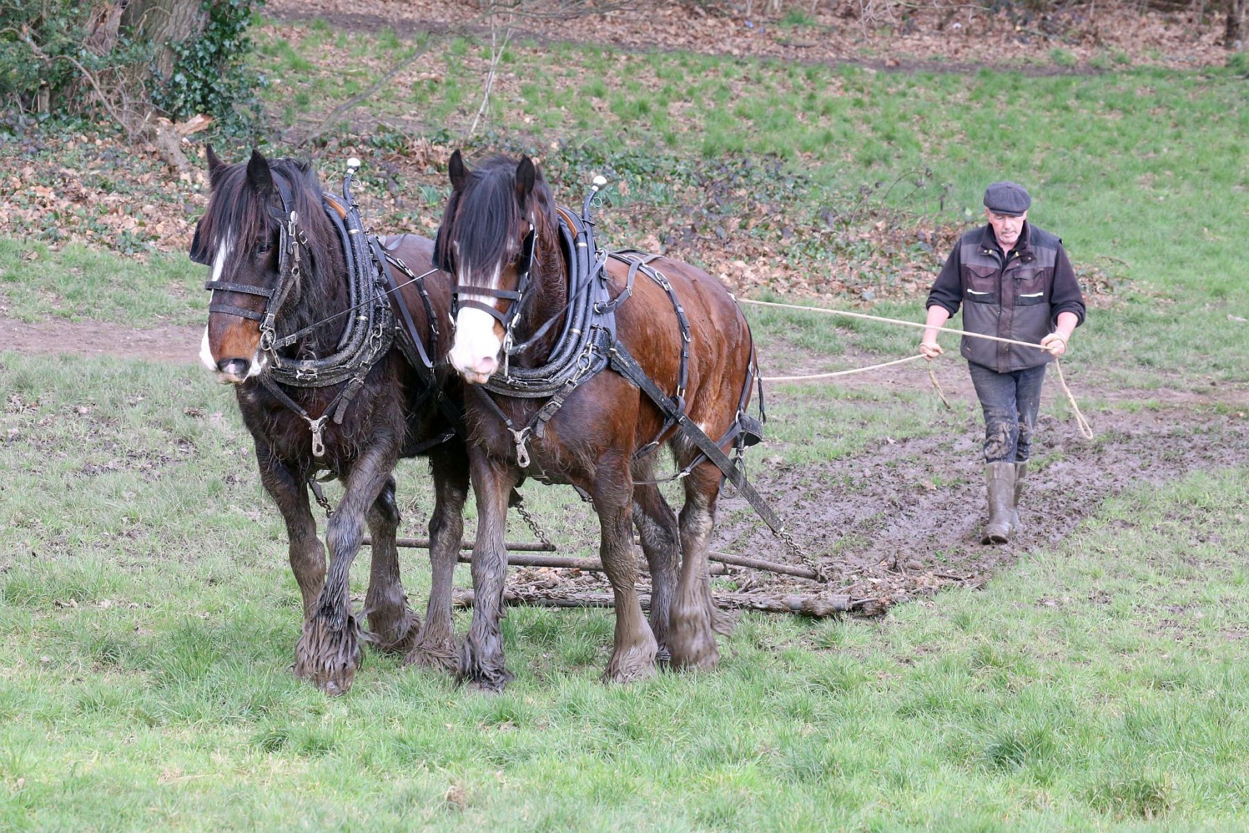 Head Horseman Tom Nixon of Operation Centaur guides shire horses Joey and William dragging a farrow along the cross country running course on Hampstead Heath. 06-Mar-2022. 6th March 2022.