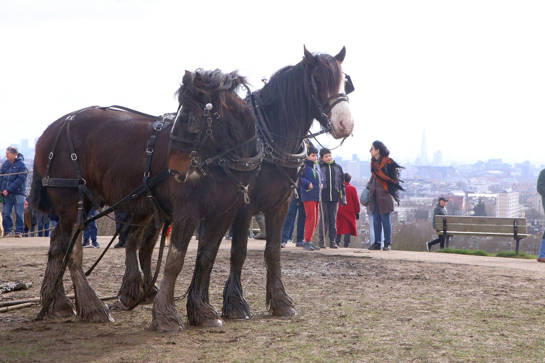 Head Horseman Tom Nixon of Operation Centaur guides shire horses Joey and William dragging a farrow along the cross country running course on Hampstead Heath. 06-Mar-2022. 6th March 2022.