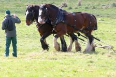 Head Horseman Tom Nixon of Operation Centaur guides shire horses Joey and William dragging a farrow along the cross country running course on Hampstead Heath. 06-Mar-2022. 6th March 2022.