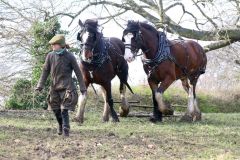 Head Horseman Tom Nixon of Operation Centaur guides shire horses Joey and William dragging a farrow along the cross country running course on Hampstead Heath. 06-Mar-2022. 6th March 2022.