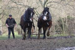 Head Horseman Tom Nixon of Operation Centaur guides shire horses Joey and William dragging a farrow along the cross country running course on Hampstead Heath. 06-Mar-2022. 6th March 2022.