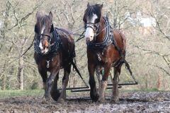 Head Horseman Tom Nixon of Operation Centaur guides shire horses Joey and William dragging a farrow along the cross country running course on Hampstead Heath. 06-Mar-2022. 6th March 2022.