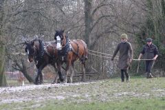 Head Horseman Tom Nixon of Operation Centaur guides shire horses Joey and William dragging a farrow along the cross country running course on Hampstead Heath. 06-Mar-2022. 6th March 2022.