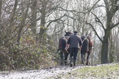 Head Horseman Tom Nixon of Operation Centaur guides shire horses Joey and William dragging a farrow along the cross country running course on Hampstead Heath. 06-Mar-2022. 6th March 2022.