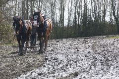 Head Horseman Tom Nixon of Operation Centaur guides shire horses Joey and William dragging a farrow along the cross country running course on Hampstead Heath. 06-Mar-2022. 6th March 2022.