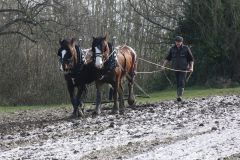 Head Horseman Tom Nixon of Operation Centaur guides shire horses Joey and William dragging a farrow along the cross country running course on Hampstead Heath. 06-Mar-2022. 6th March 2022.