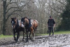 Head Horseman Tom Nixon of Operation Centaur guides shire horses Joey and William dragging a farrow along the cross country running course on Hampstead Heath. 06-Mar-2022. 6th March 2022.