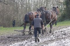 Head Horseman Tom Nixon of Operation Centaur guides shire horses Joey and William dragging a farrow along the cross country running course on Hampstead Heath. 06-Mar-2022. 6th March 2022.