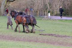 Head Horseman Tom Nixon of Operation Centaur guides shire horses Joey and William dragging a farrow along the cross country running course on Hampstead Heath. 06-Mar-2022. 6th March 2022.