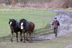 Head Horseman Tom Nixon of Operation Centaur guides shire horses Joey and William dragging a farrow along the cross country running course on Hampstead Heath. 06-Mar-2022. 6th March 2022.