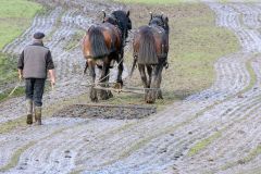 Head Horseman Tom Nixon of Operation Centaur guides shire horses Joey and William dragging a farrow along the cross country running course on Hampstead Heath. 06-Mar-2022. 6th March 2022.