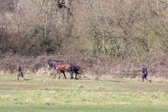 Head Horseman Tom Nixon of Operation Centaur guides shire horses Joey and William dragging a farrow along the cross country running course on Hampstead Heath. 06-Mar-2022. 6th March 2022.