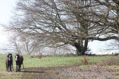 Head Horseman Tom Nixon of Operation Centaur guides shire horses Joey and William dragging a farrow along the cross country running course on Hampstead Heath. 06-Mar-2022. 6th March 2022.