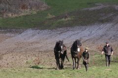 Head Horseman Tom Nixon of Operation Centaur guides shire horses Joey and William dragging a farrow along the cross country running course on Hampstead Heath. 06-Mar-2022. 6th March 2022.