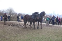 Head Horseman Tom Nixon of Operation Centaur guides shire horses Joey and William dragging a farrow along the cross country running course on Hampstead Heath. 06-Mar-2022. 6th March 2022.