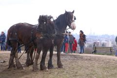 Head Horseman Tom Nixon of Operation Centaur guides shire horses Joey and William dragging a farrow along the cross country running course on Hampstead Heath. 06-Mar-2022. 6th March 2022.