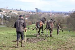 Head Horseman Tom Nixon of Operation Centaur guides shire horses Joey and William dragging a farrow along the cross country running course on Hampstead Heath. 06-Mar-2022. 6th March 2022.