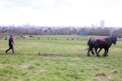 Head Horseman Tom Nixon of Operation Centaur guides shire horses Joey and William dragging a farrow along the cross country running course on Hampstead Heath. 06-Mar-2022. 6th March 2022.