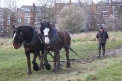 Head Horseman Tom Nixon of Operation Centaur guides shire horses Joey and William dragging a farrow along the cross country running course on Hampstead Heath. 06-Mar-2022. 6th March 2022.