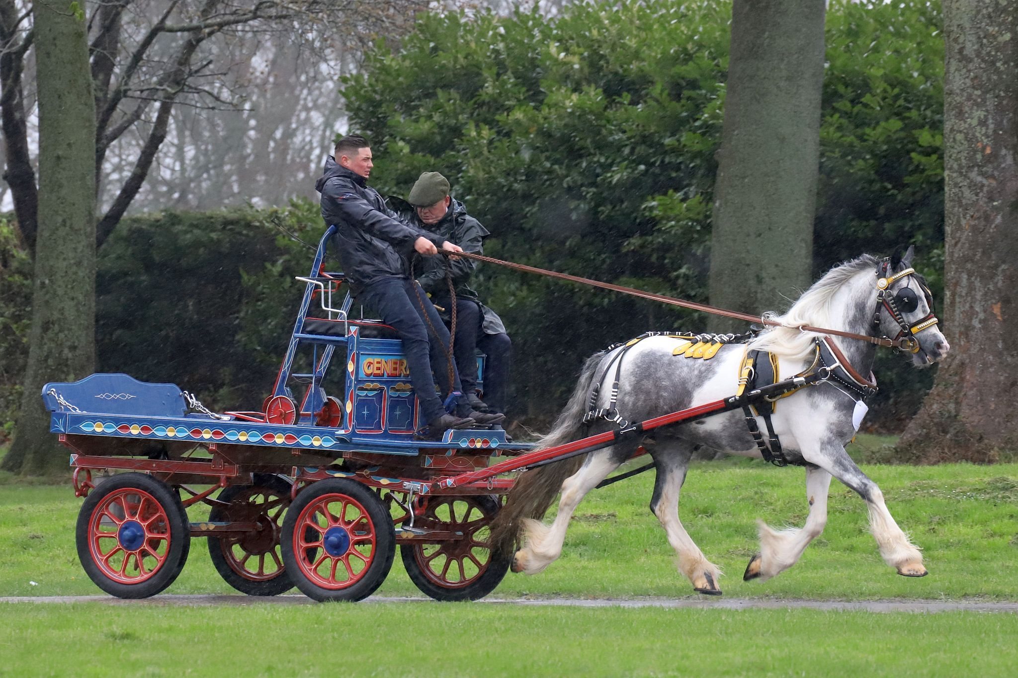 An entrant in the 2023 London Harness Horse Parade held at the South of England Showground in Ardingly, West Sussex, amidst driving rain. 10-Apr-2023. IMG_5920