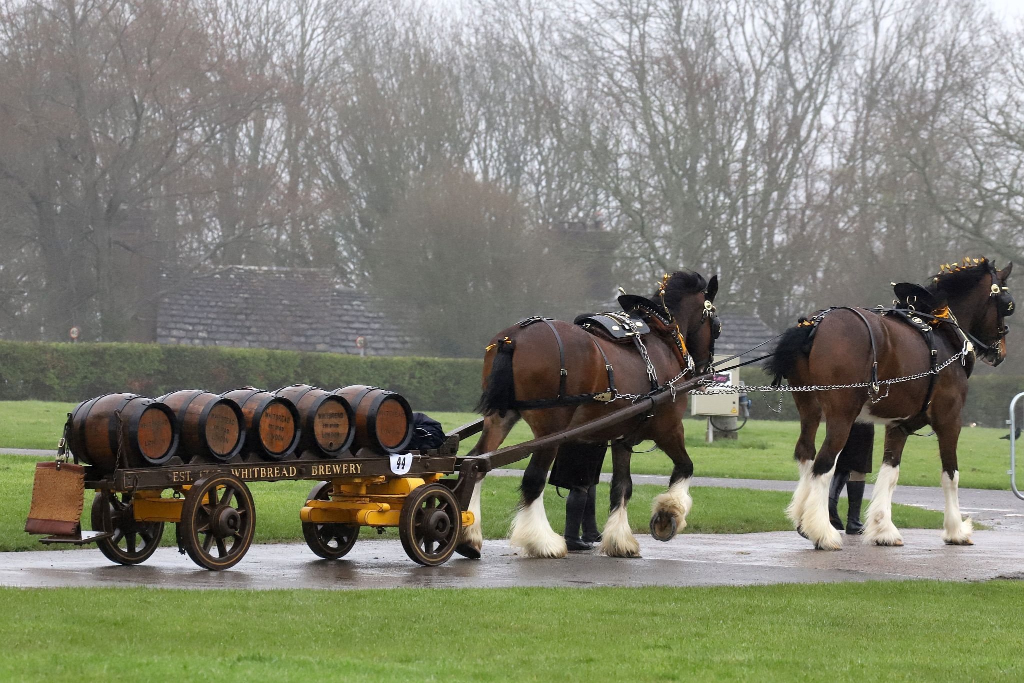An entrant in the 2023 London Harness Horse Parade held at the South of England Showground in Ardingly, West Sussex, amidst driving rain. 10-Apr-2023. IMG_6001