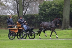 An entrant in the 2023 London Harness Horse Parade held at the South of England Showground in Ardingly, West Sussex, amidst driving rain. 10-Apr-2023. IMG_5867
