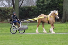 An entrant in the 2023 London Harness Horse Parade held at the South of England Showground in Ardingly, West Sussex, amidst driving rain. 10-Apr-2023. IMG_5869
