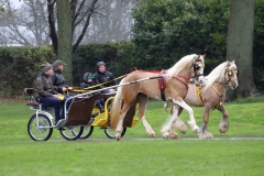 An entrant in the 2023 London Harness Horse Parade held at the South of England Showground in Ardingly, West Sussex, amidst driving rain. 10-Apr-2023. IMG_5871