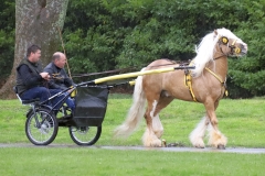An entrant in the 2023 London Harness Horse Parade held at the South of England Showground in Ardingly, West Sussex, amidst driving rain. 10-Apr-2023. IMG_5875