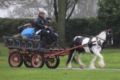 An entrant in the 2023 London Harness Horse Parade held at the South of England Showground in Ardingly, West Sussex, amidst driving rain. 10-Apr-2023. IMG_5887