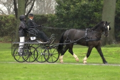 An entrant in the 2023 London Harness Horse Parade held at the South of England Showground in Ardingly, West Sussex, amidst driving rain. 10-Apr-2023. IMG_5891