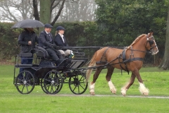 An entrant in the 2023 London Harness Horse Parade held at the South of England Showground in Ardingly, West Sussex, amidst driving rain. 10-Apr-2023. IMG_5893