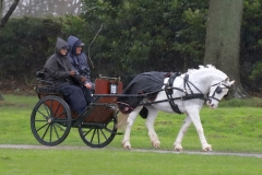 An entrant in the 2023 London Harness Horse Parade held at the South of England Showground in Ardingly, West Sussex, amidst driving rain. 10-Apr-2023. IMG_5905