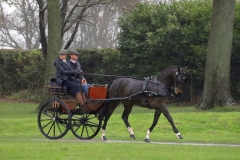 An entrant in the 2023 London Harness Horse Parade held at the South of England Showground in Ardingly, West Sussex, amidst driving rain. 10-Apr-2023. IMG_5909