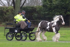 An entrant in the 2023 London Harness Horse Parade held at the South of England Showground in Ardingly, West Sussex, amidst driving rain. 10-Apr-2023. IMG_5911