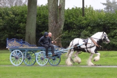 An entrant in the 2023 London Harness Horse Parade held at the South of England Showground in Ardingly, West Sussex, amidst driving rain. 10-Apr-2023. IMG_5914