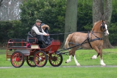 An entrant in the 2023 London Harness Horse Parade held at the South of England Showground in Ardingly, West Sussex, amidst driving rain. 10-Apr-2023. IMG_5915
