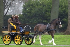 An entrant in the 2023 London Harness Horse Parade held at the South of England Showground in Ardingly, West Sussex, amidst driving rain. 10-Apr-2023. IMG_5965
